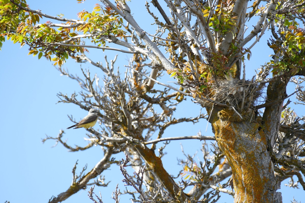 Western Kingbird - Lori Nelson