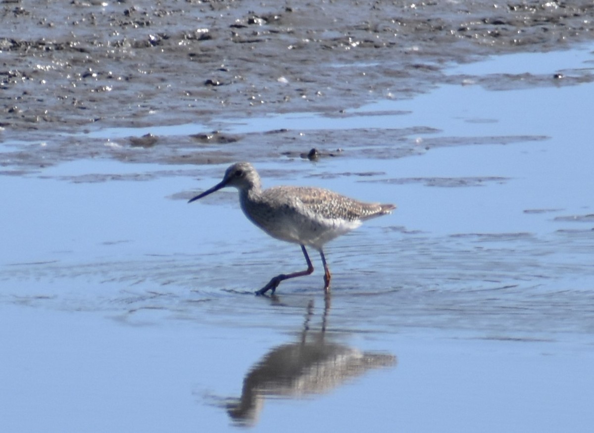 Greater Yellowlegs - ML619588858