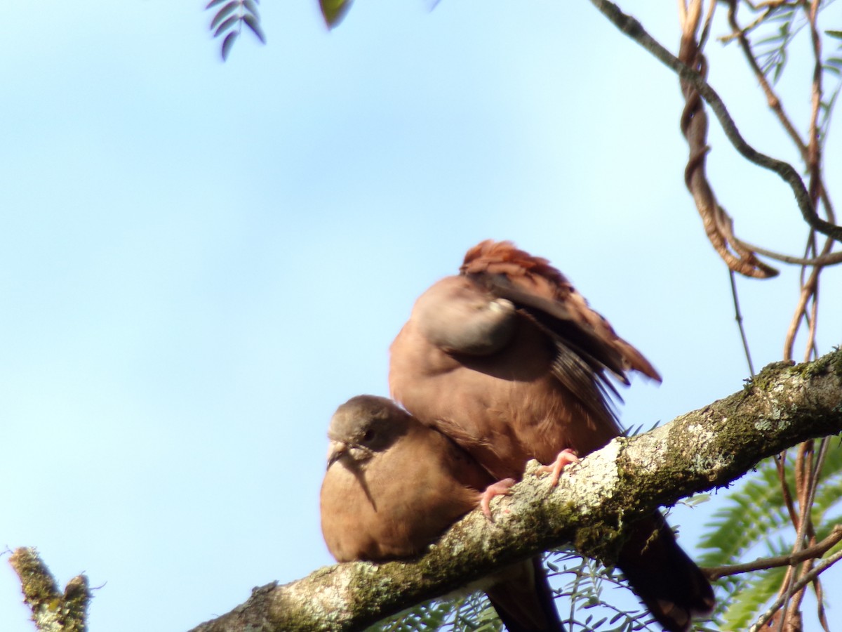 Ruddy Ground Dove - Antonio Sturion Junior