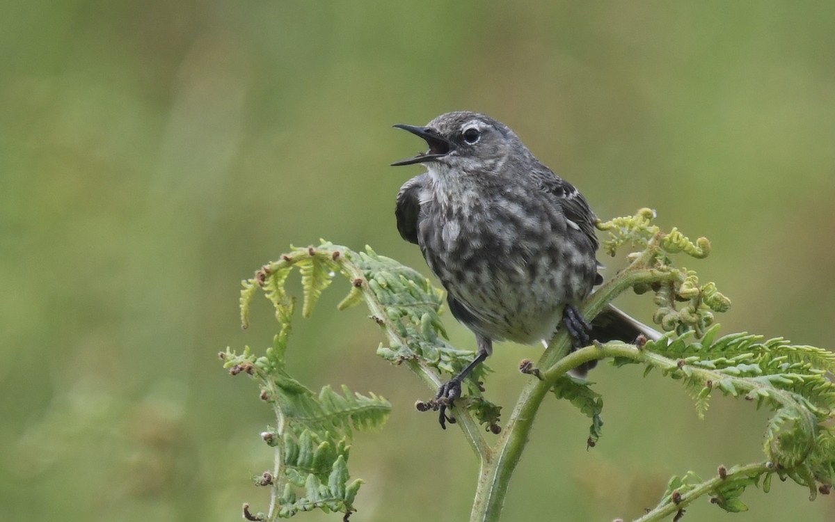 Rock Pipit - eric masterson