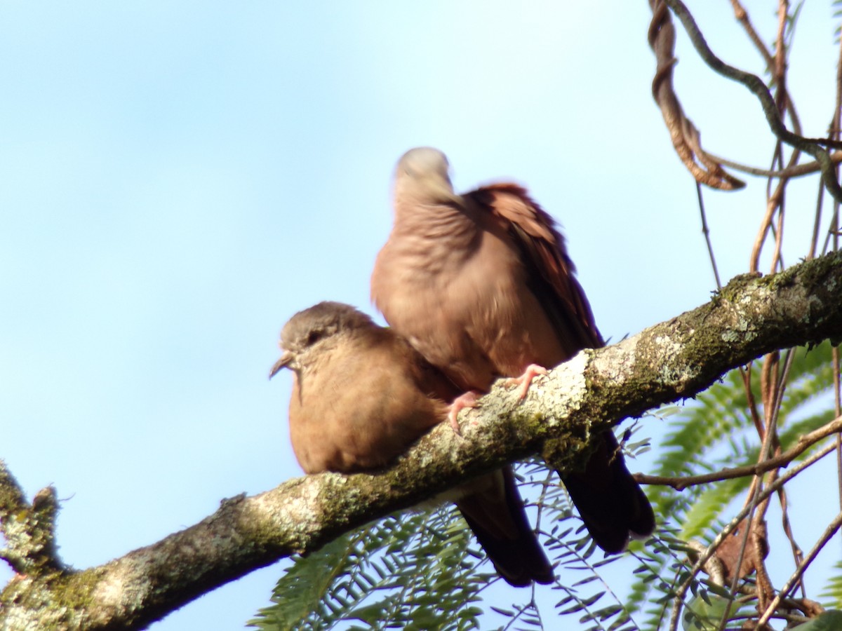 Ruddy Ground Dove - Antonio Sturion Junior