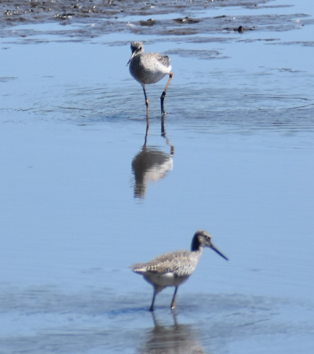 Greater Yellowlegs - ML619588869