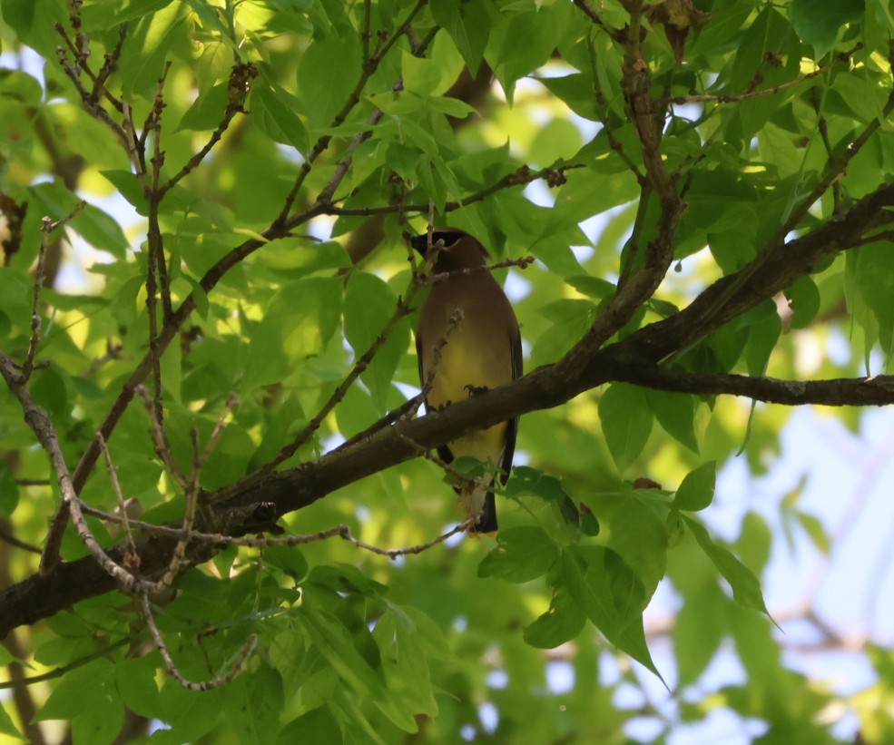 Cedar Waxwing - ML619588870