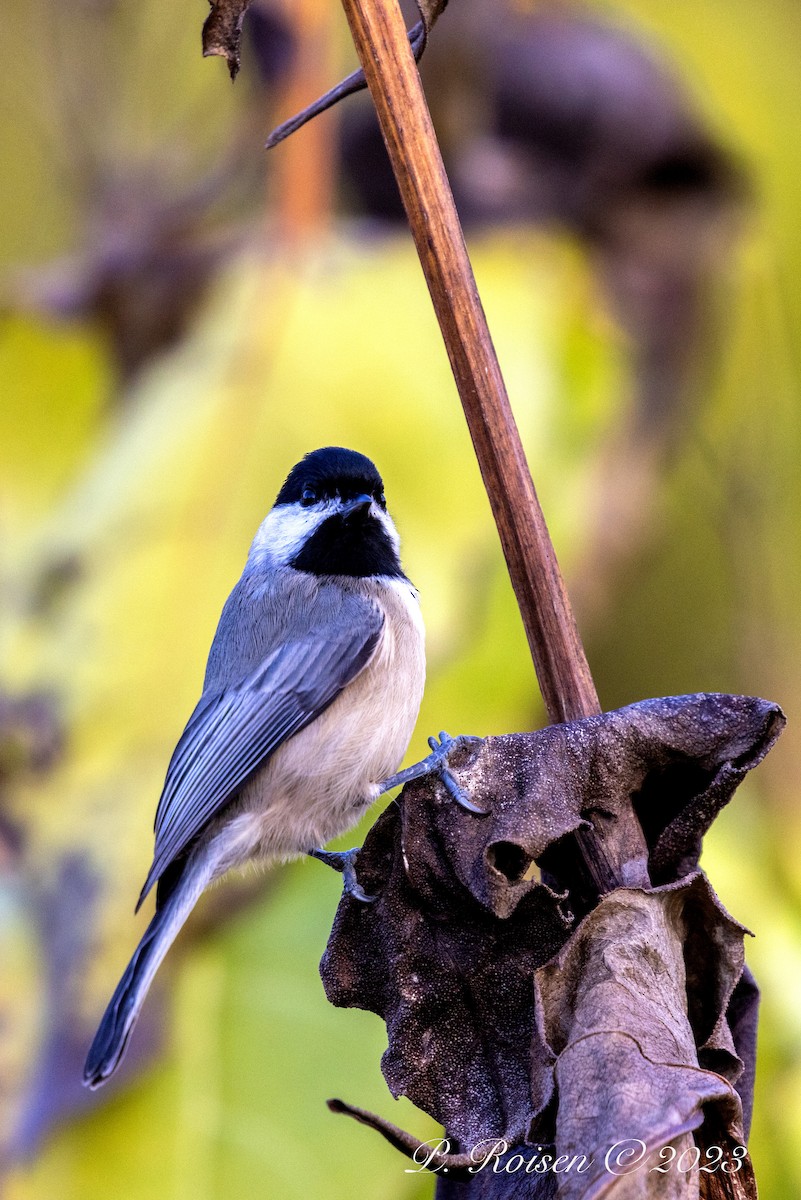 Carolina Chickadee - ML619588880