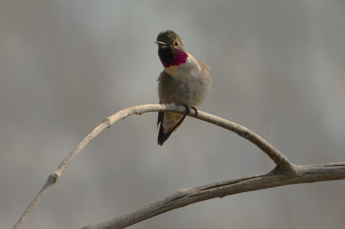 Broad-tailed Hummingbird - Valentina Roumi