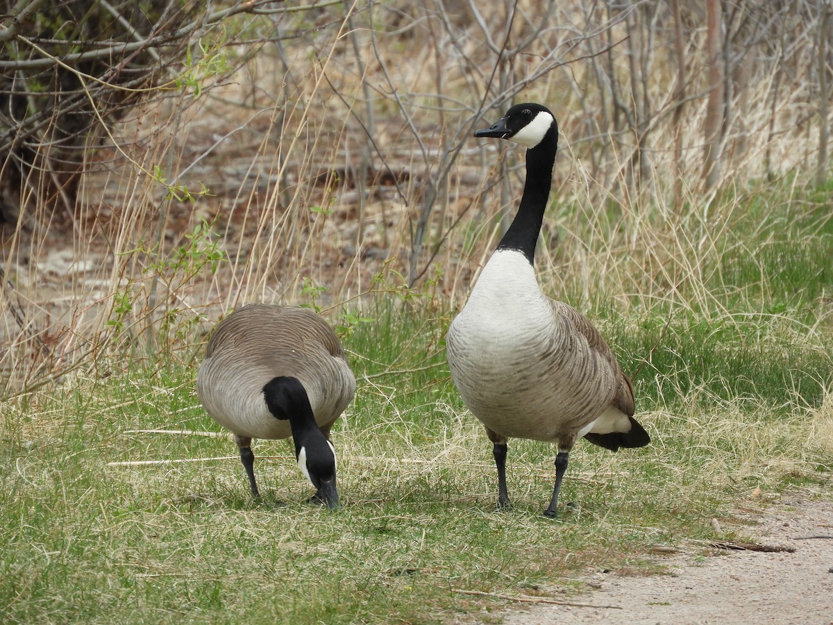 Canada Goose - Thomas Bürgi