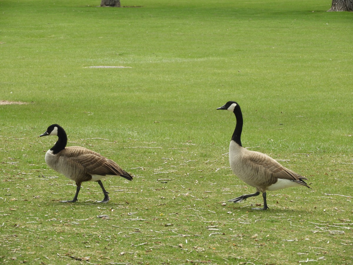 Canada Goose - Thomas Bürgi