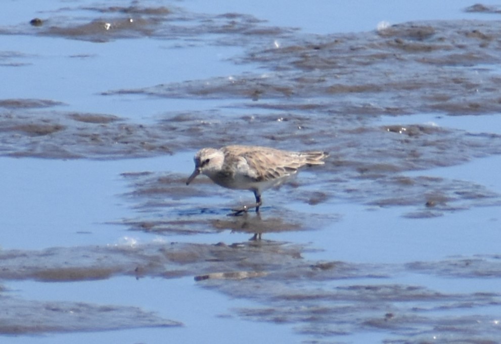 Semipalmated Sandpiper - Luis Munoz