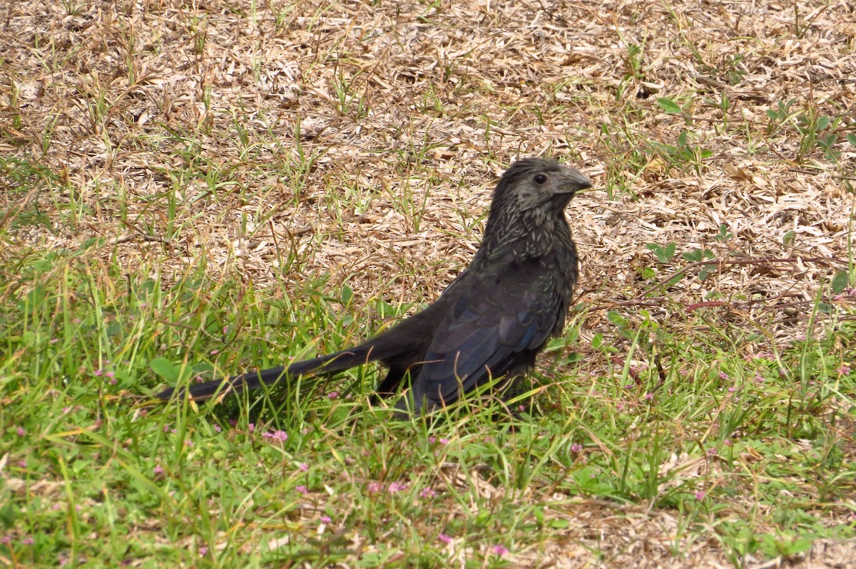 Groove-billed Ani - Gary Prescott