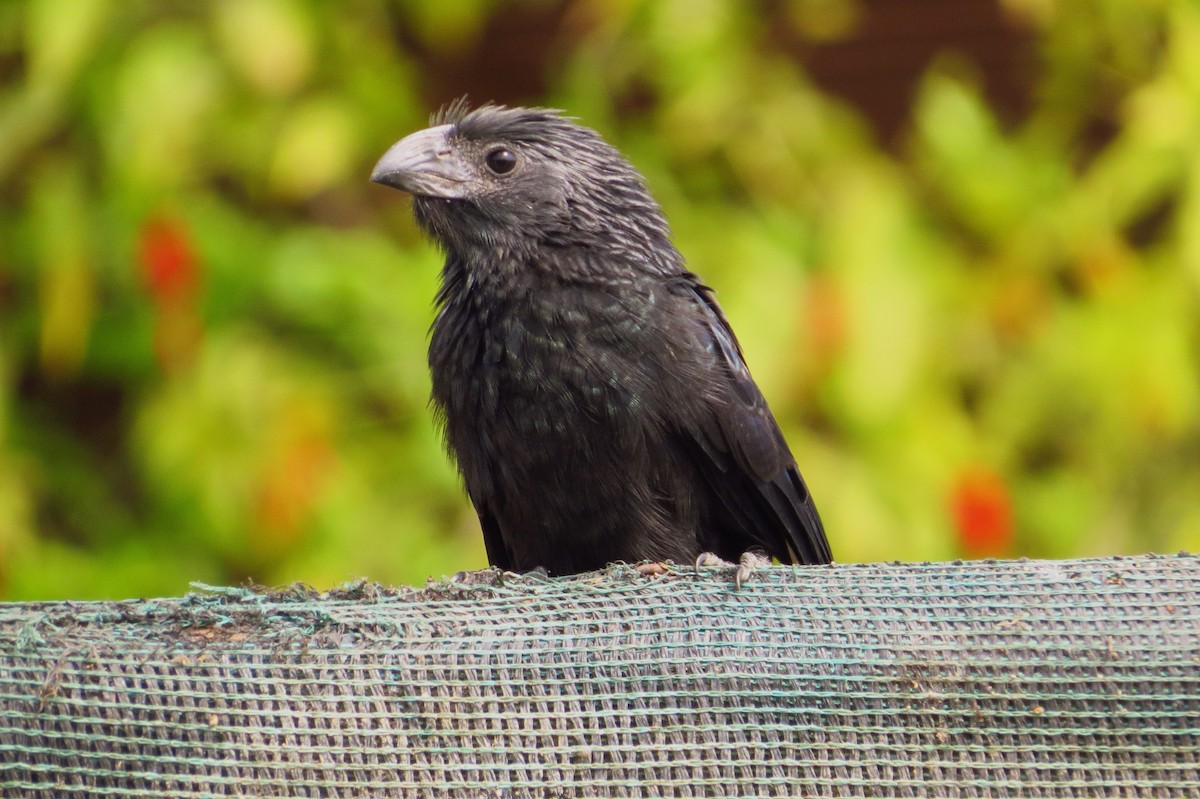 Groove-billed Ani - Gary Prescott