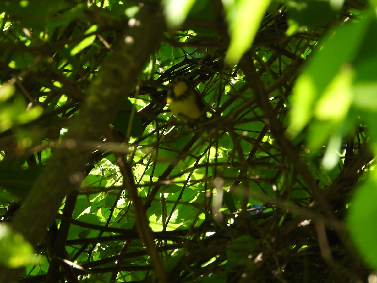 Canada Warbler - ML619588894