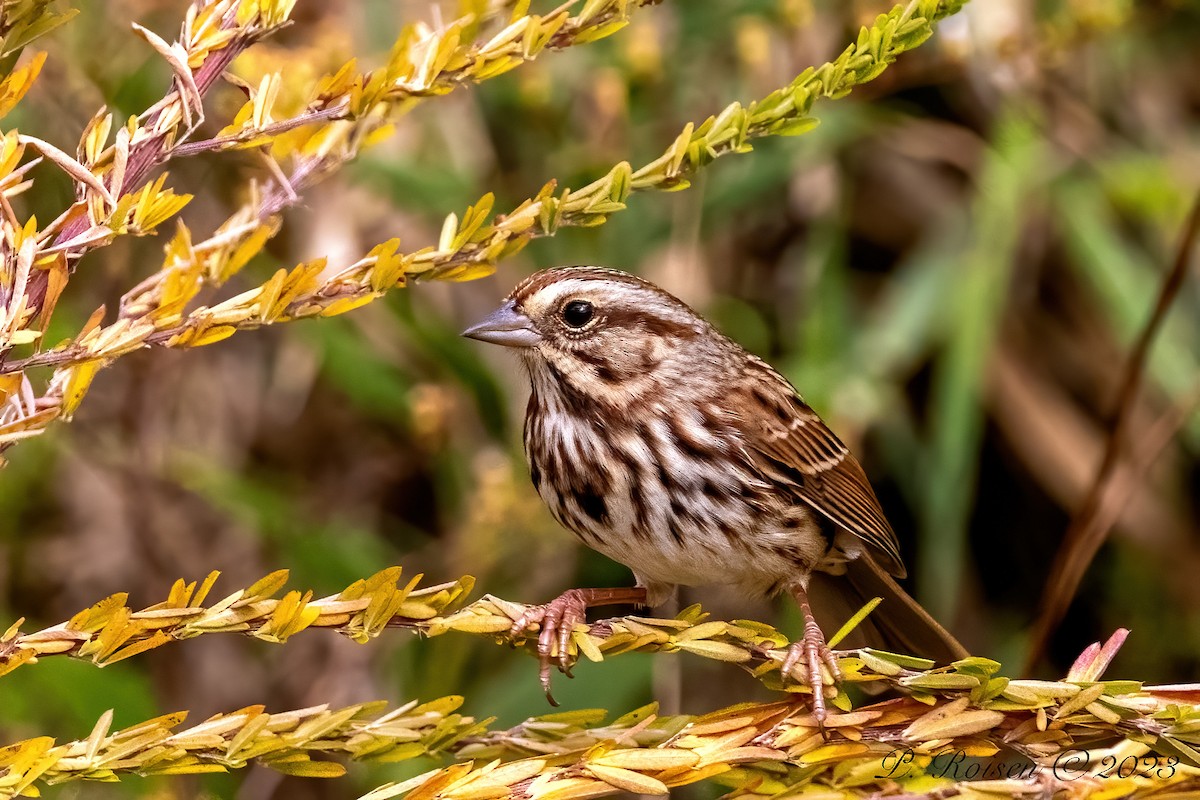 Song Sparrow - Paul Roisen