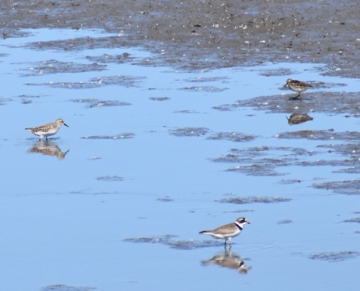 Semipalmated Sandpiper - Luis Munoz