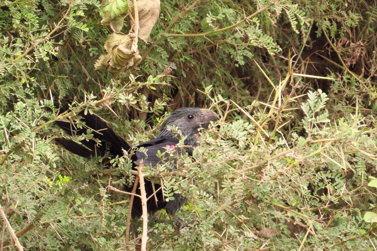 Groove-billed Ani - Gary Prescott