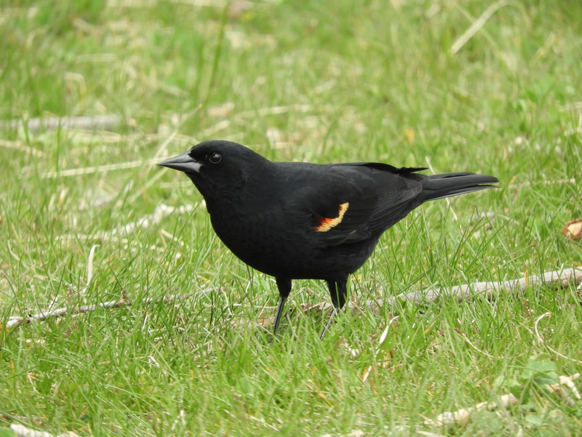 Red-winged Blackbird - Thomas Bürgi