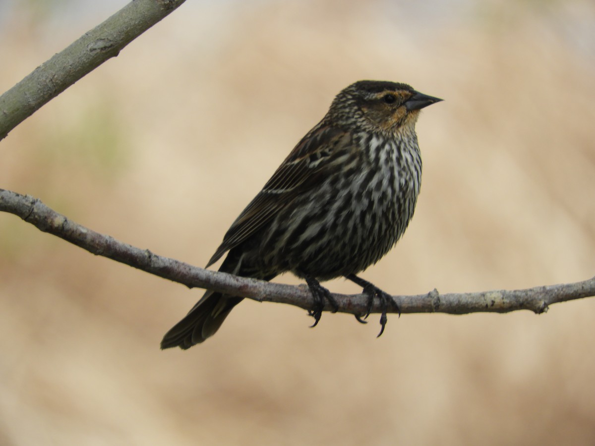 Red-winged Blackbird - Thomas Bürgi