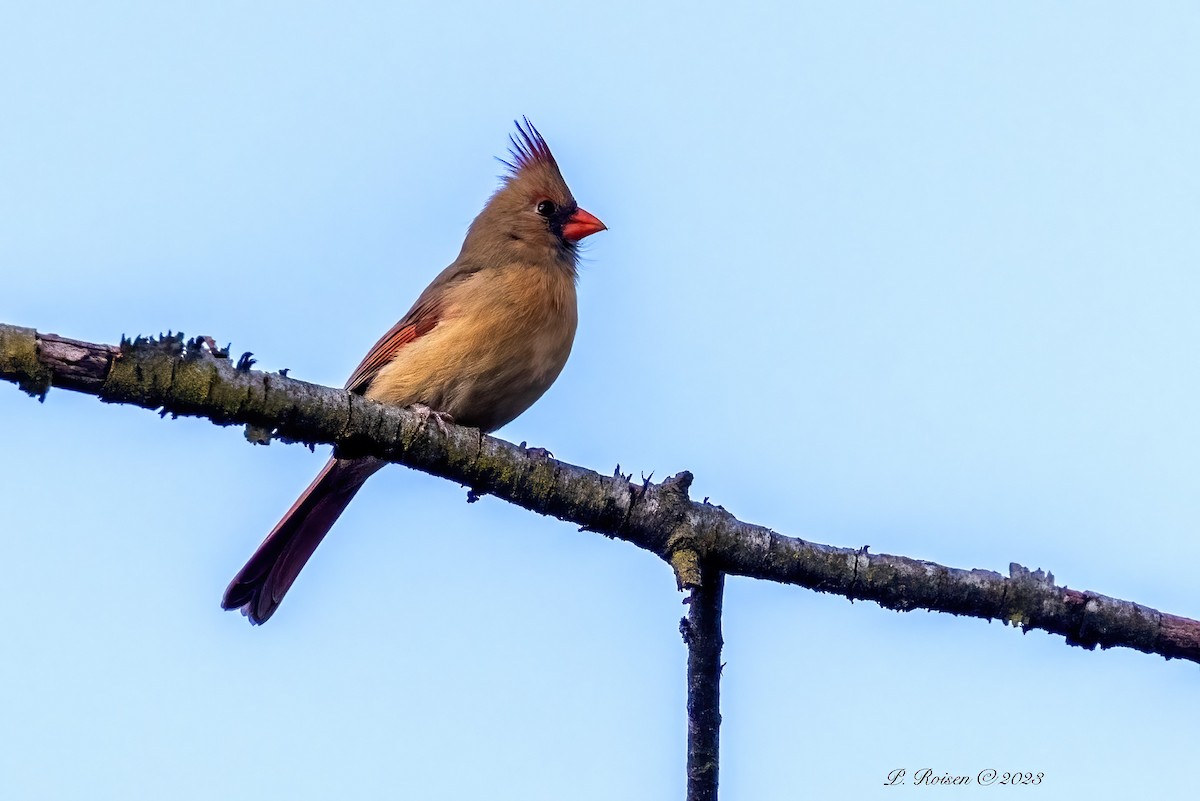 Northern Cardinal - ML619588916