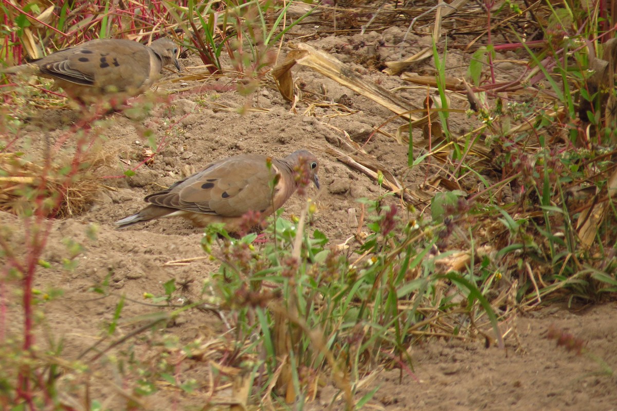 Eared Dove - Gary Prescott