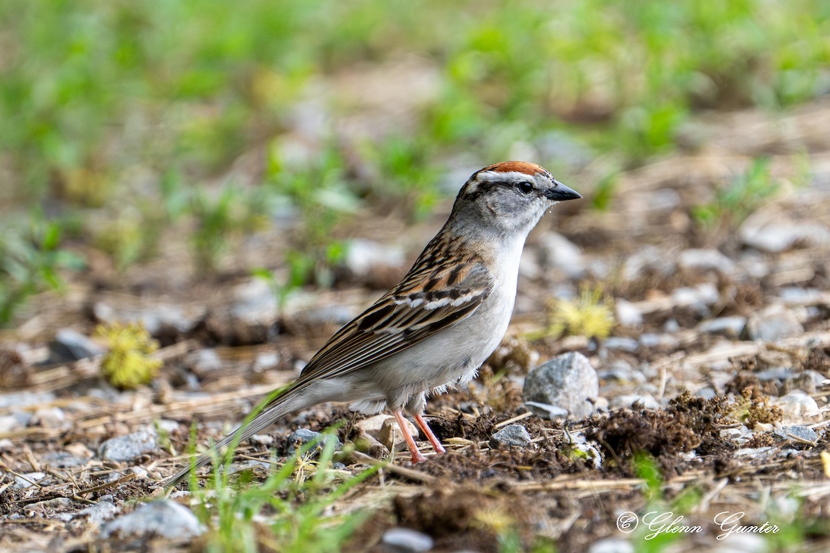 Chipping Sparrow - Charles Gunter