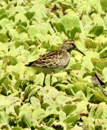 Bécasseau à poitrine cendrée - ML619588929