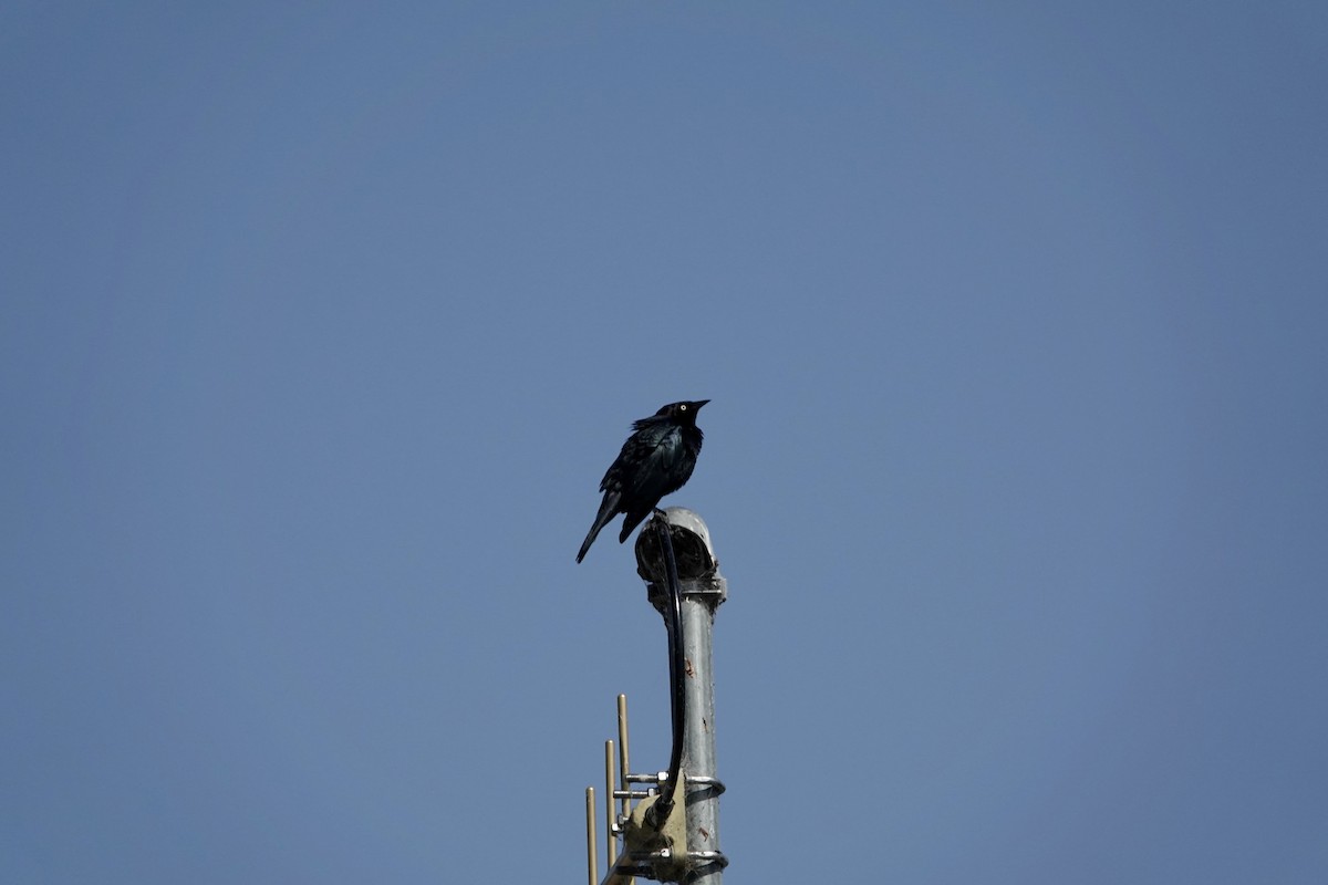 Brewer's Blackbird - Debra Austin