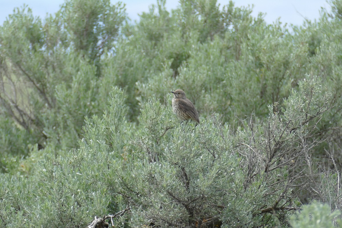 Sage Thrasher - Lori Nelson