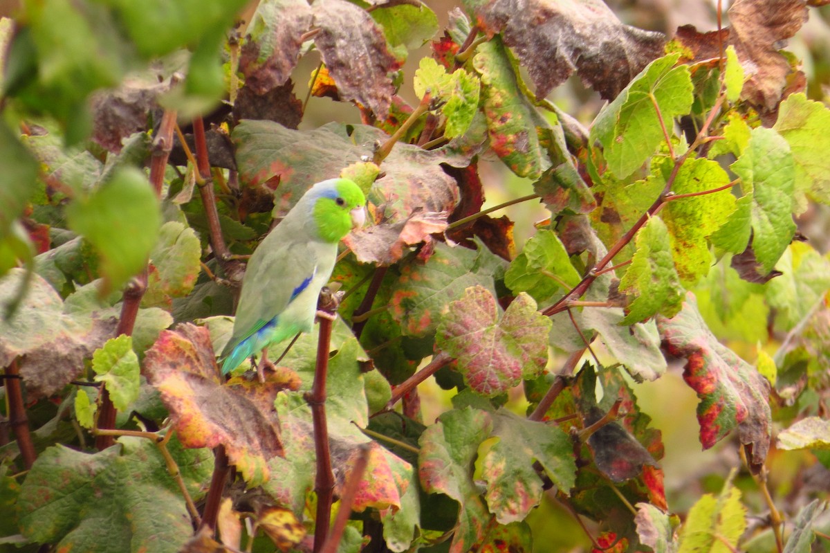 Pacific Parrotlet - Gary Prescott