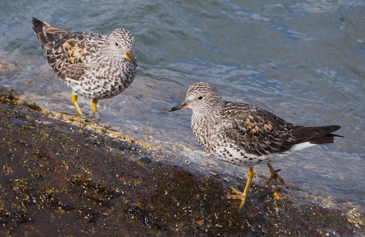 Surfbird - ML619588939