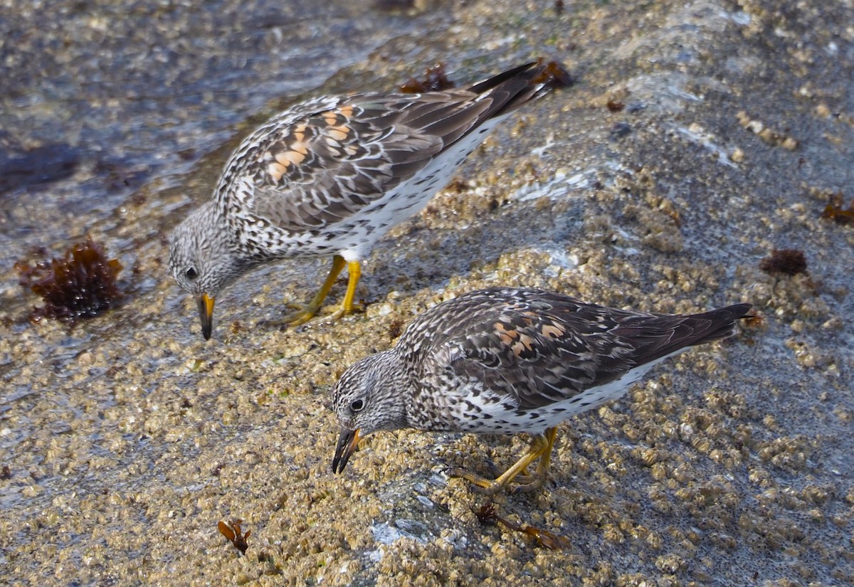 Surfbird - ML619588940