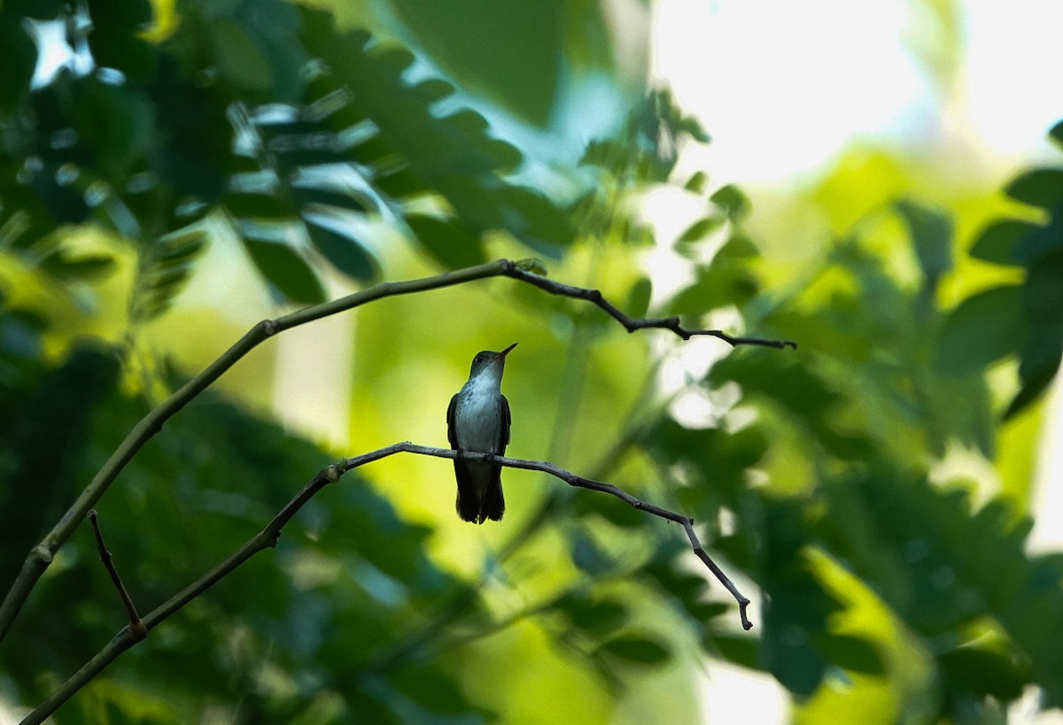 White-bellied Emerald - Ruth Torres Medina