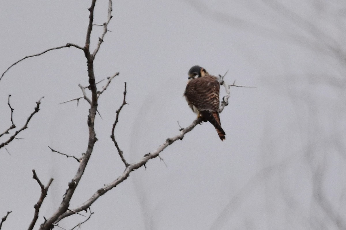 American Kestrel - Juan Bardier