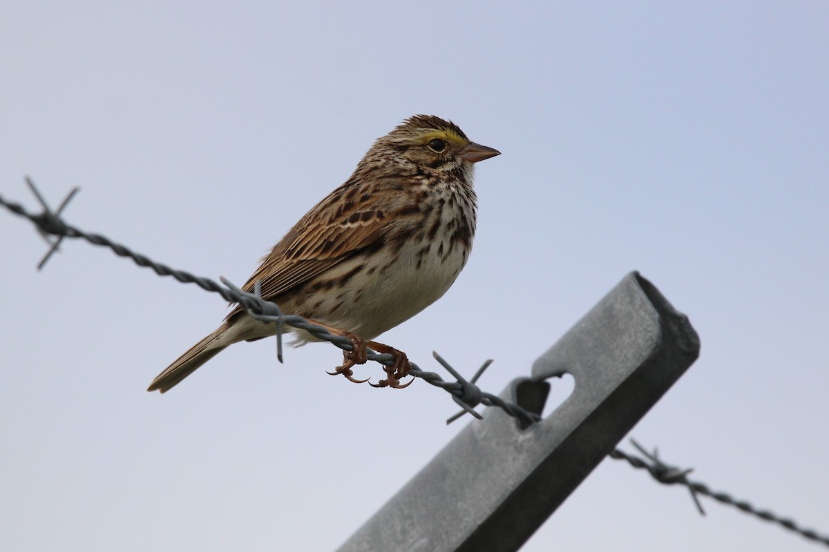 Savannah Sparrow - Ronnie Van Dommelen