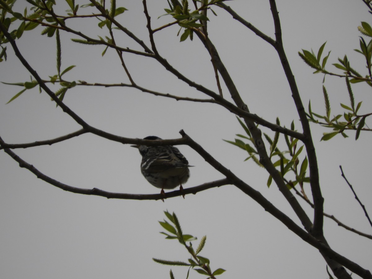 Blackpoll Warbler - Thomas Bürgi