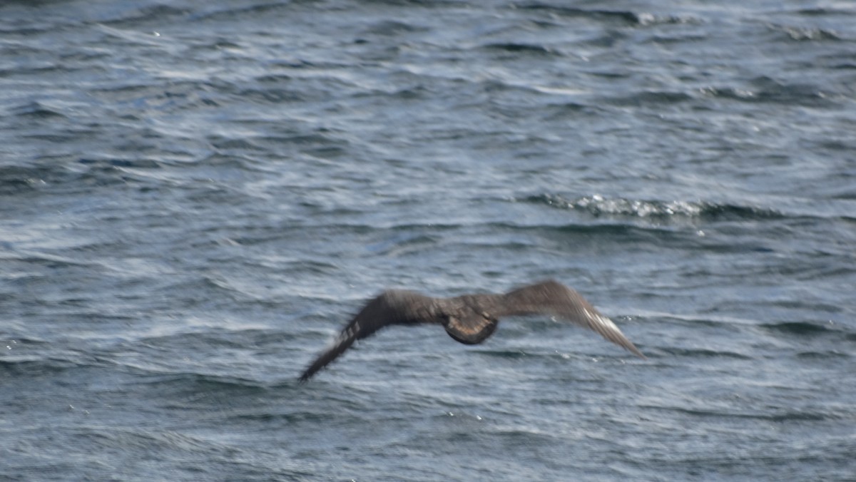 Chilean Skua - ML619588951