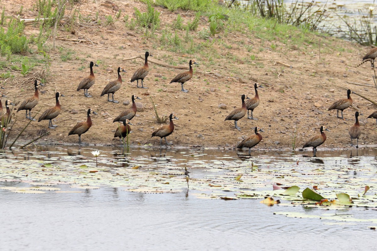 White-faced Whistling-Duck - Stephen Gast