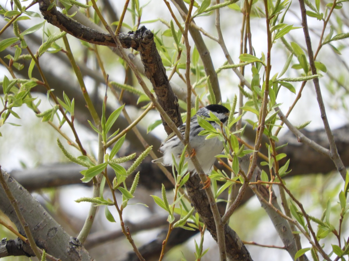 Blackpoll Warbler - Thomas Bürgi