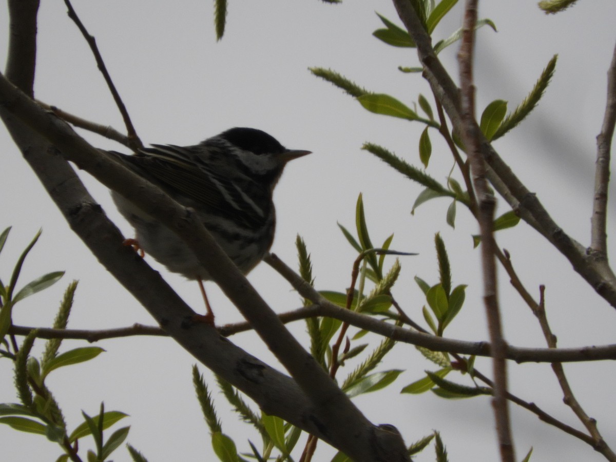 Blackpoll Warbler - Thomas Bürgi