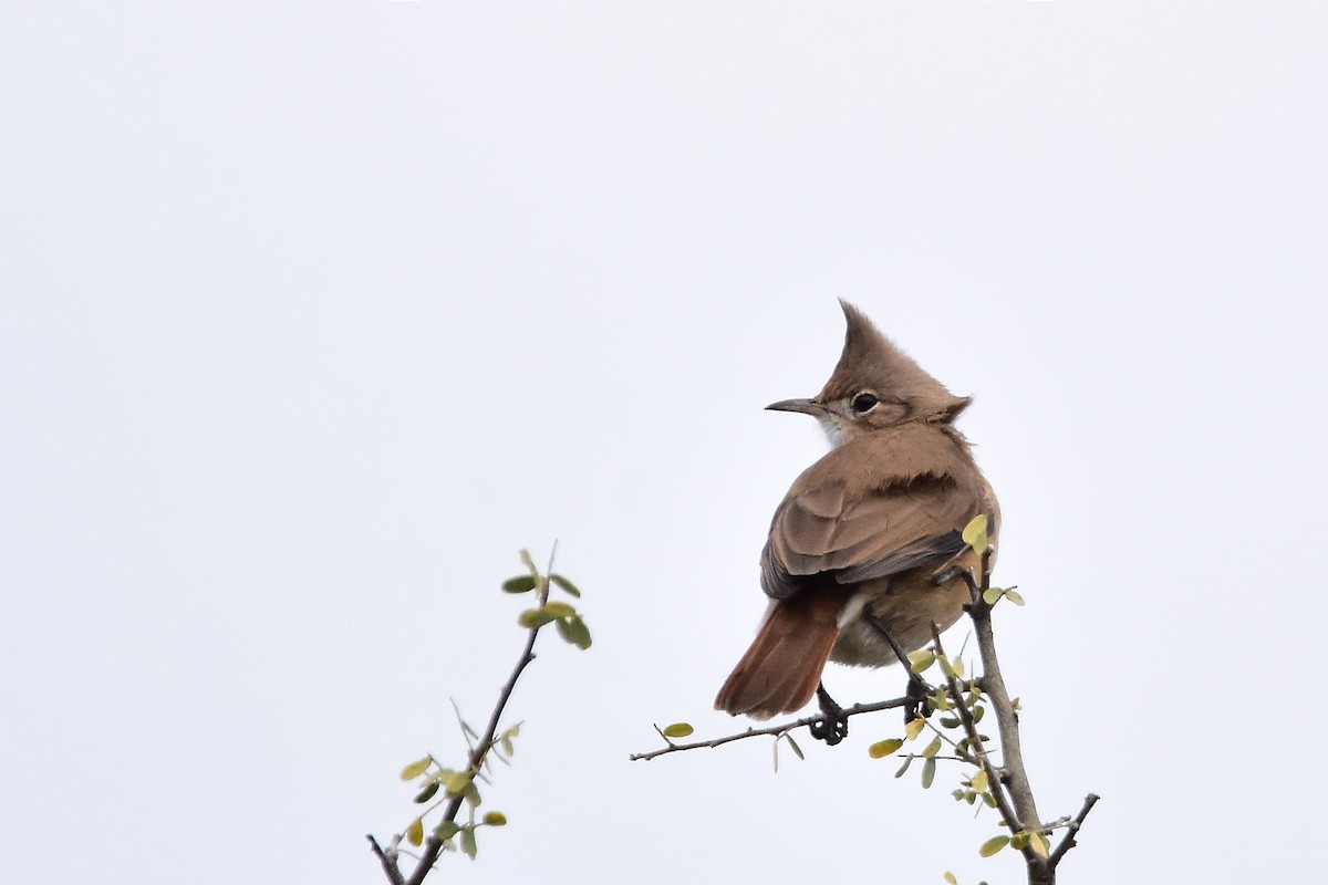 Crested Hornero - Juan Bardier