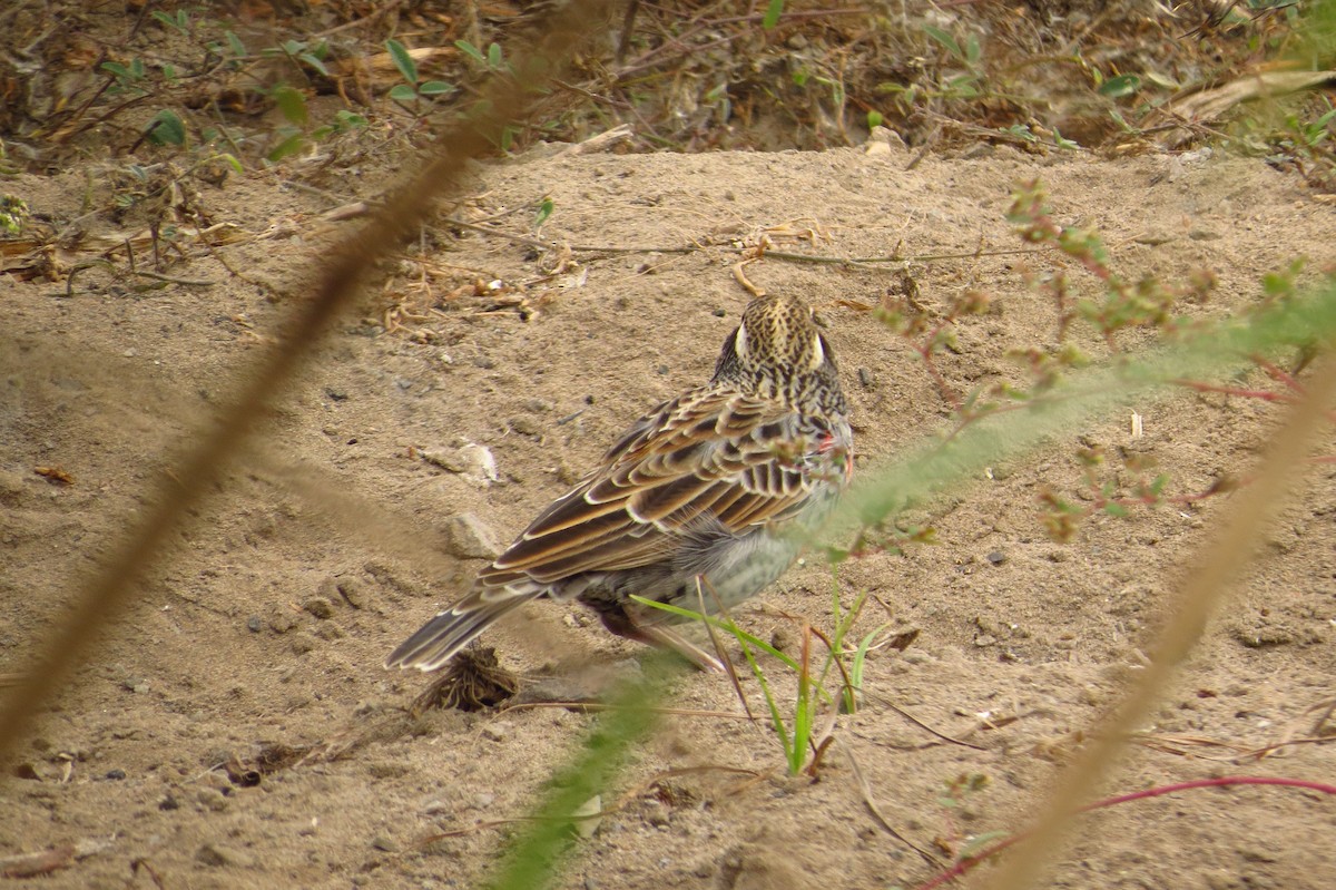 Peruvian Meadowlark - Gary Prescott