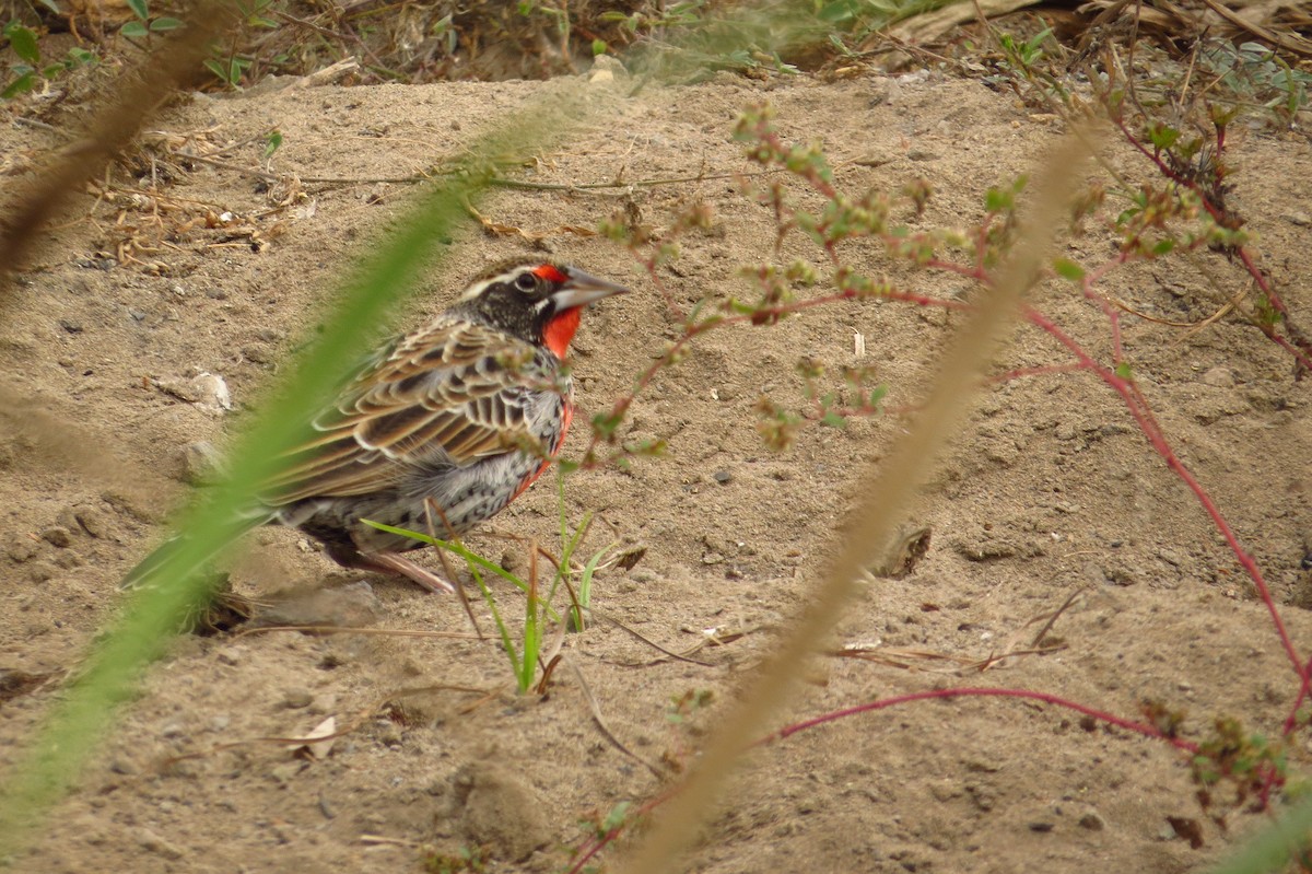 Peruvian Meadowlark - Gary Prescott