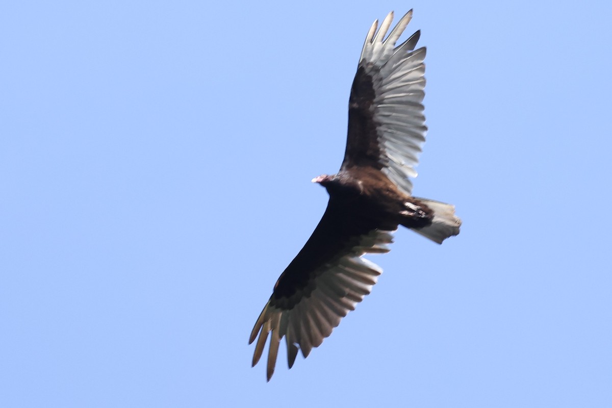 Turkey Vulture - Connie yarbrough