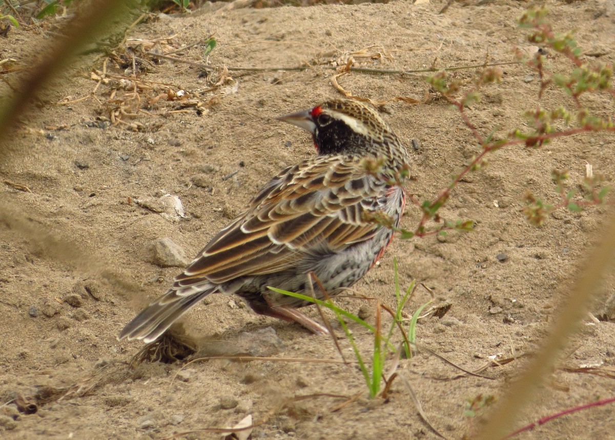 Peruvian Meadowlark - Gary Prescott