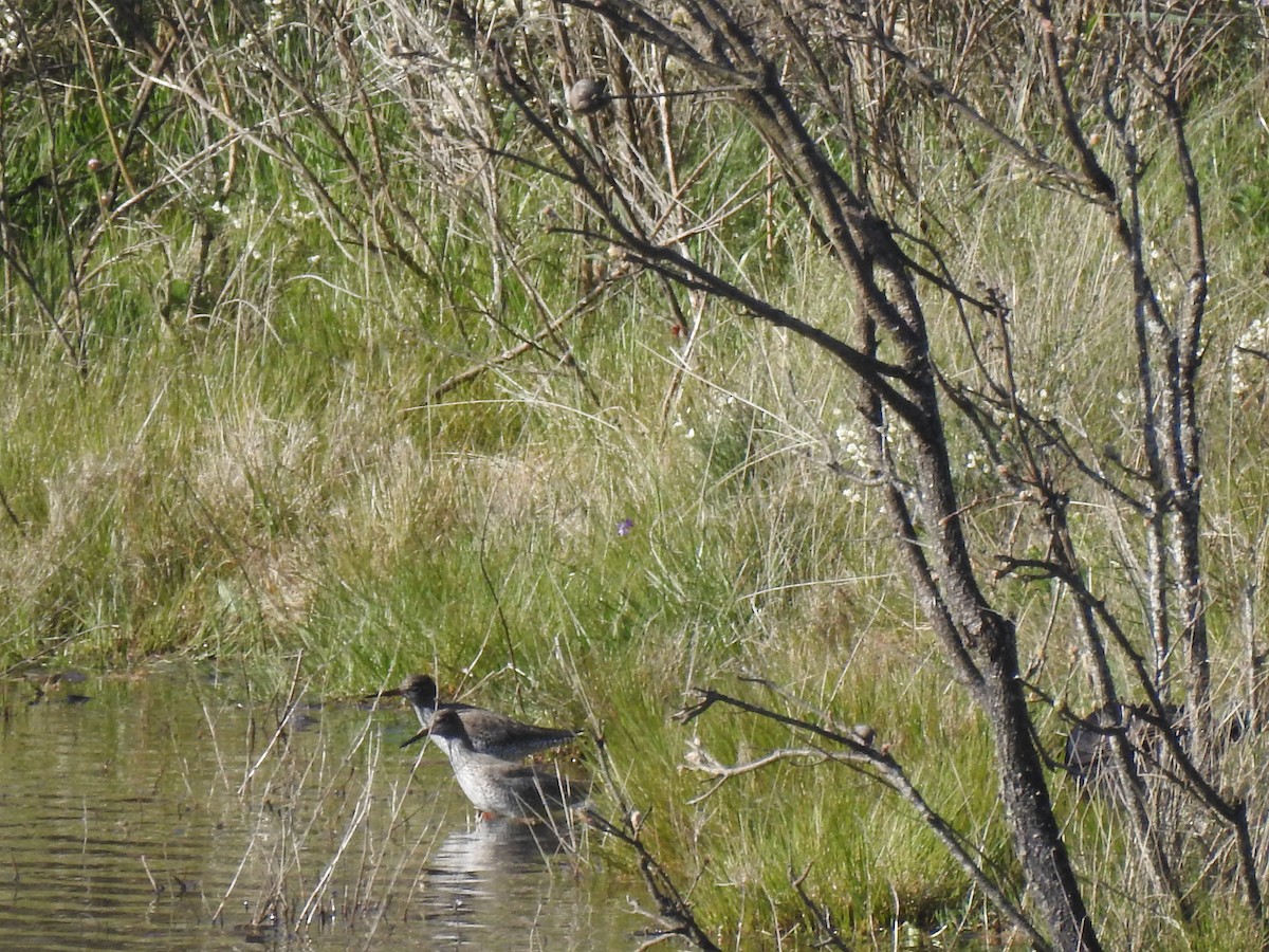 Common Redshank - ML619588988