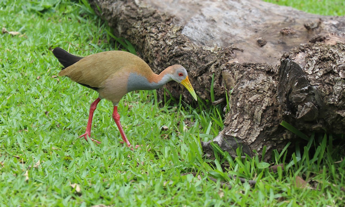 Giant Wood-Rail - ML619588990