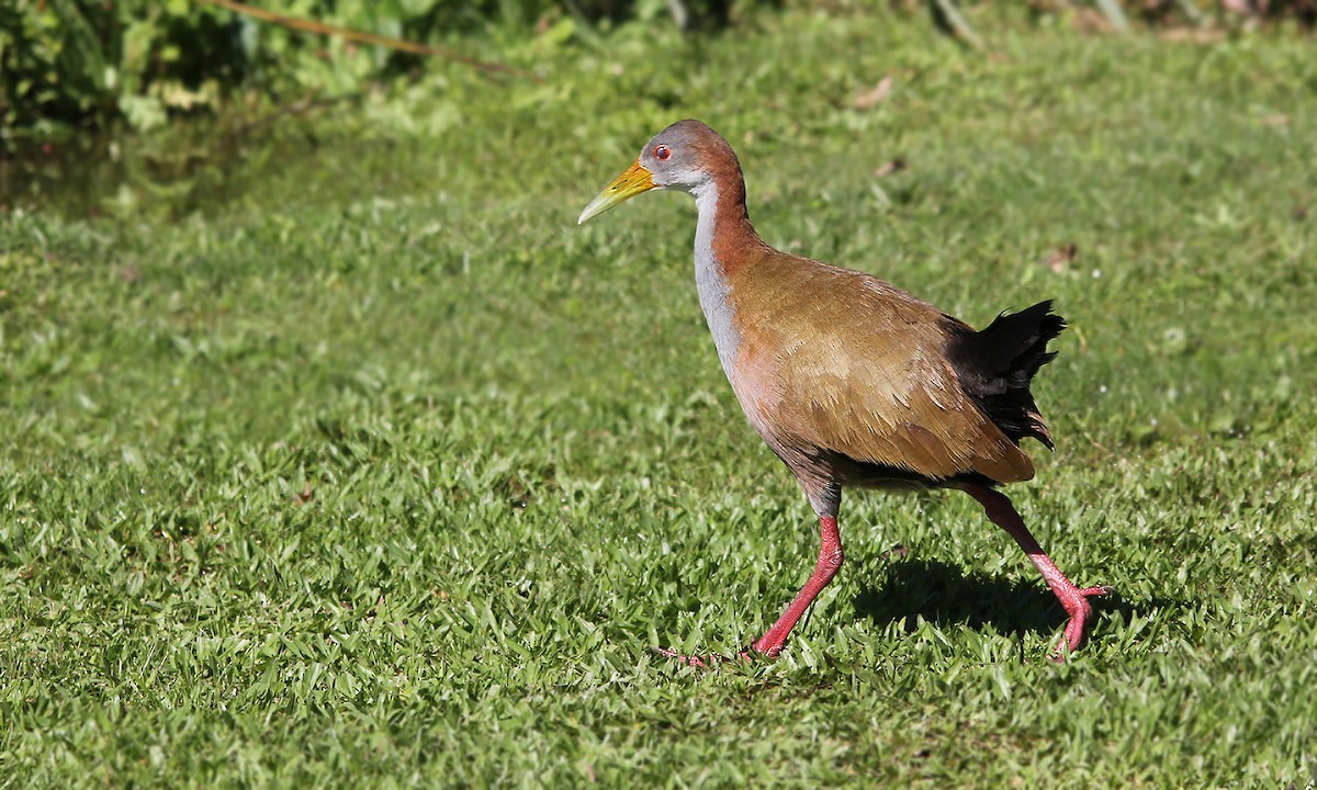 Giant Wood-Rail - ML619588991