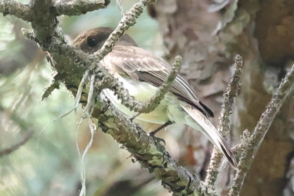Eastern Phoebe - Connie yarbrough