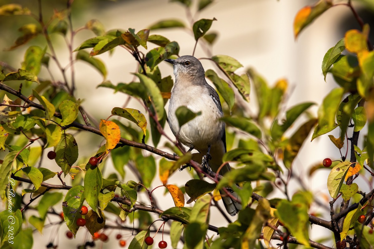 Northern Mockingbird - Paul Roisen