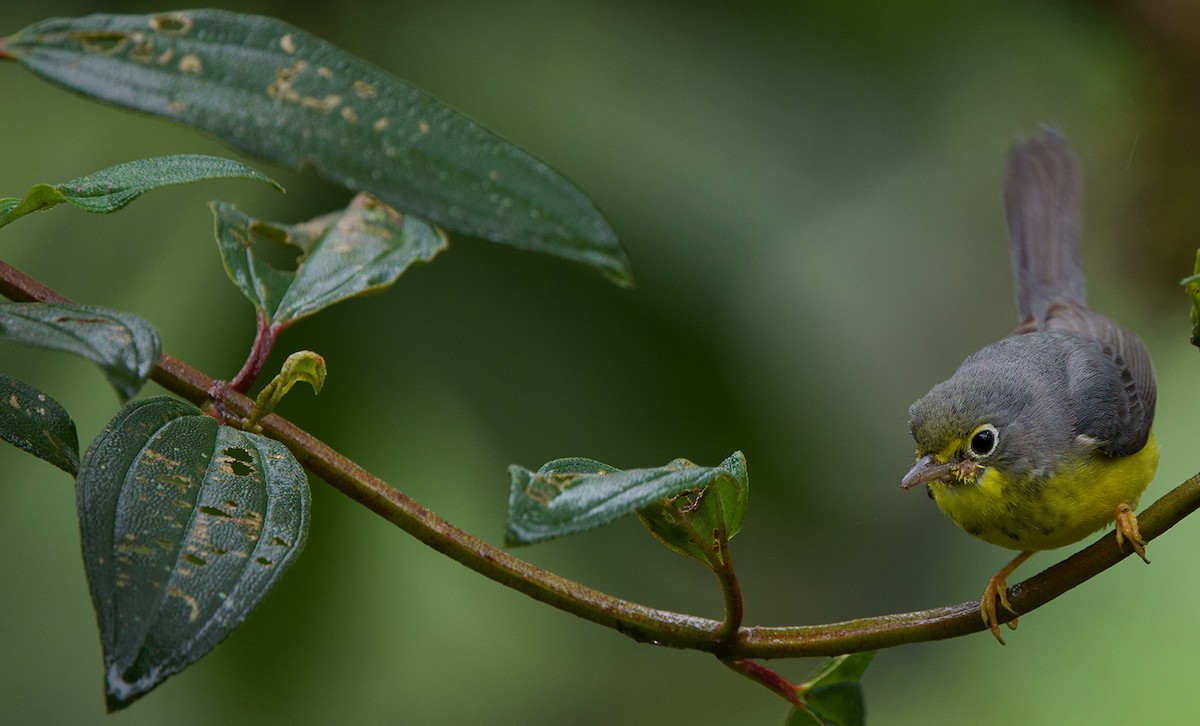 Canada Warbler - Galo Real