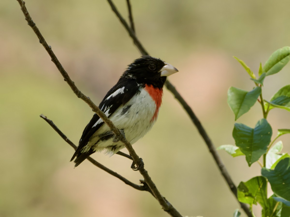 Rose-breasted Grosbeak - ML619588999