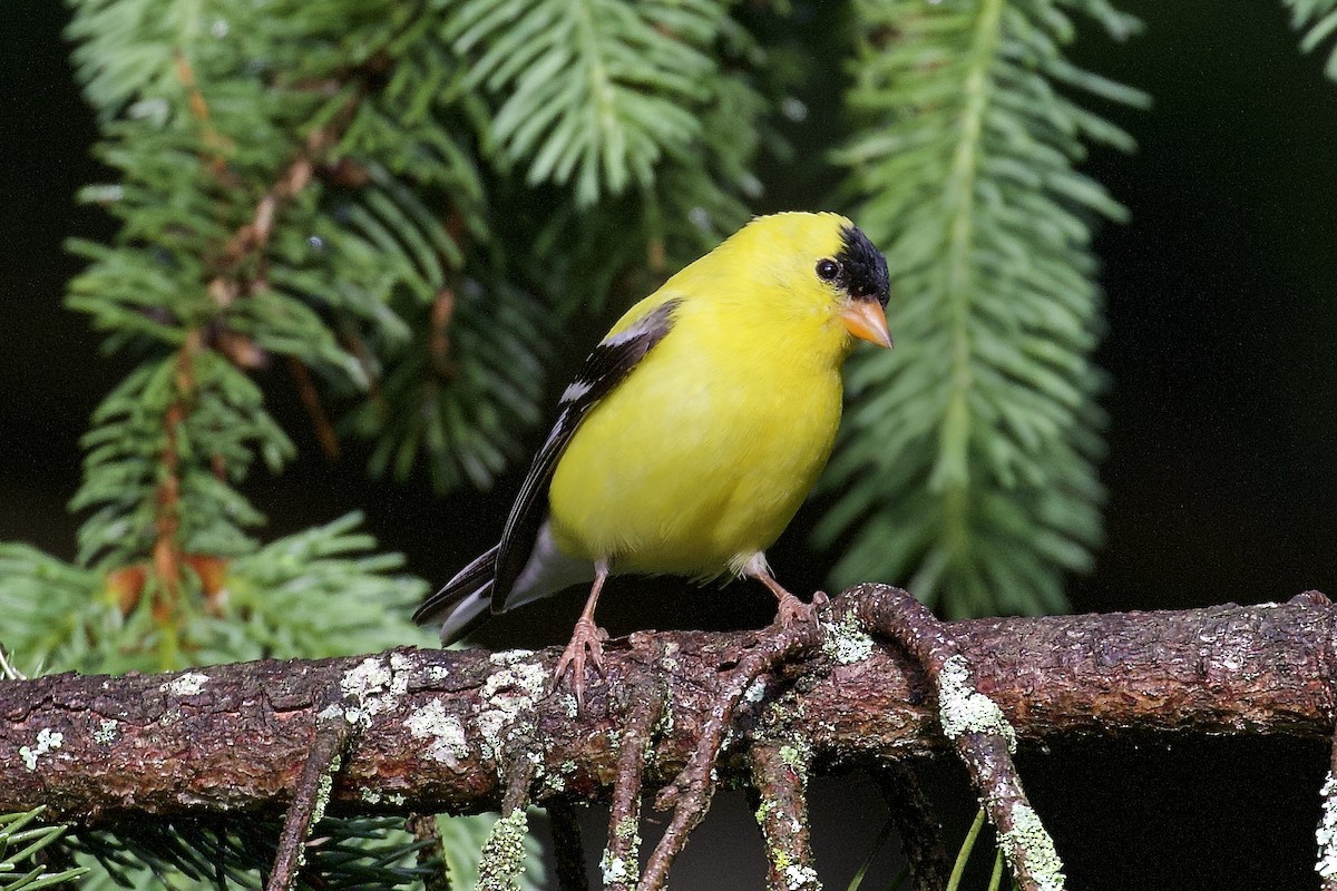 American Goldfinch - Joe Turner